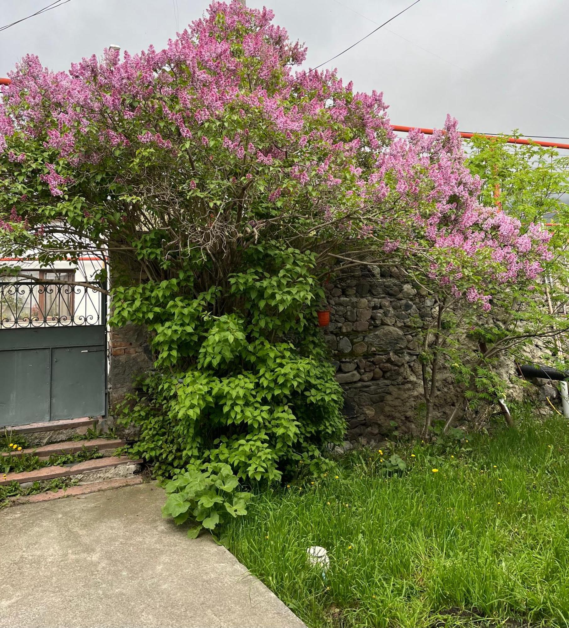 Soso Burduli's Guesthouse Kazbegi Extérieur photo
